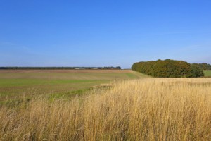 46201782 - a small copse with autumnal trees and dry yellow grass amongst cultivated fields in the yorkshire wolds england under a blue sky