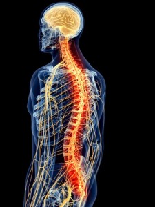 43182918 - medically accurate illustration - painful spine